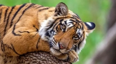 Bengalski tigar (indijski tigar)